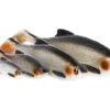 Westin Ricky The Roach Shadtail, 1-pack -Fiske Utrustning image 0cf6ab08 91a2 4700 8c44 91c8c967ee6e