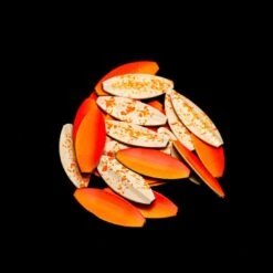 Mush Regnbågsbete -Fiske Utrustning mush hitman mega uv